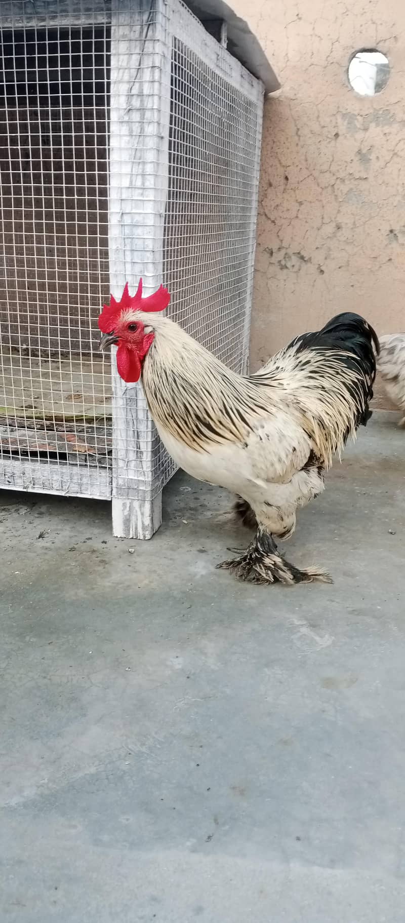 Bantam Cook 3