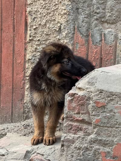 Male German Shepherd