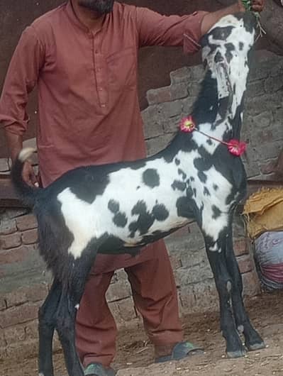 sahiwal ka kala daba betal bacha 2027 ki qurbani ka Liye