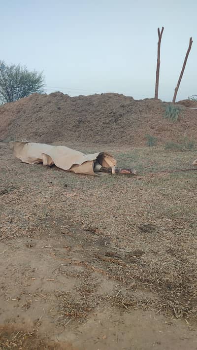 Gram Bhosa / Chano Ka Bhosa For Sale