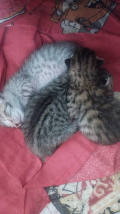 3 kittens