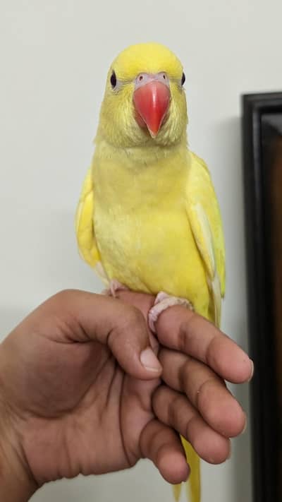 yellow ringneck handtamed