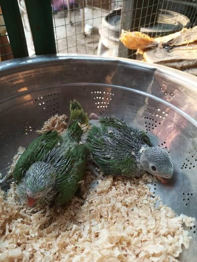 cocktail or big bird chick available