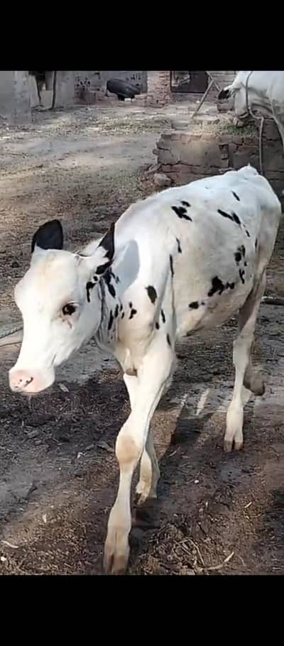 Cows and heifers For Sale