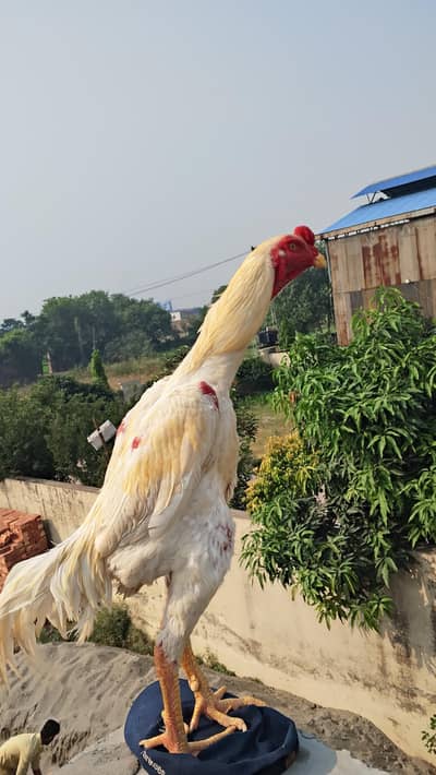 white king size o shamo aseel murga white shamoo