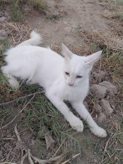 cute white cate
