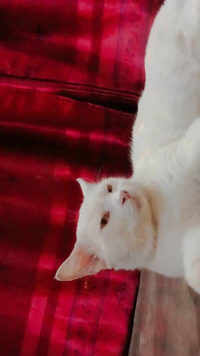 Urgent Sale: Extremely Beautiful White Persian Cat (1 Year Old