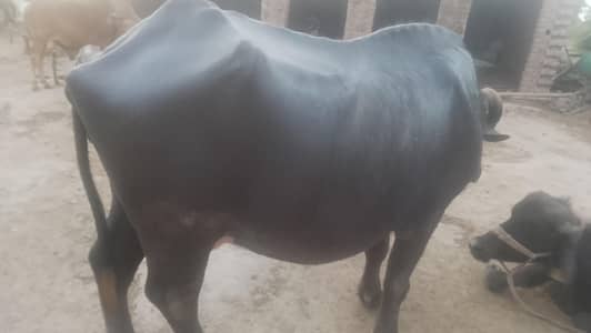 Buffalo for sale