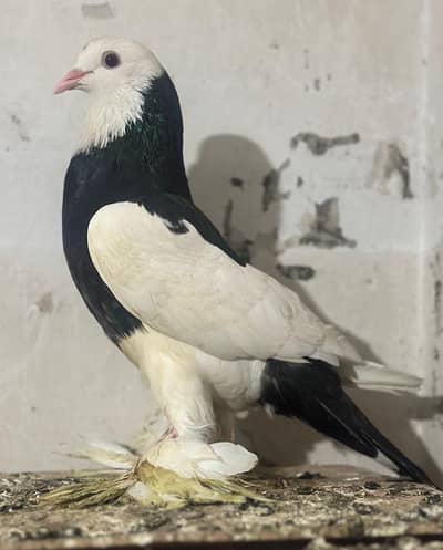 Magpie Breder Male For Sale