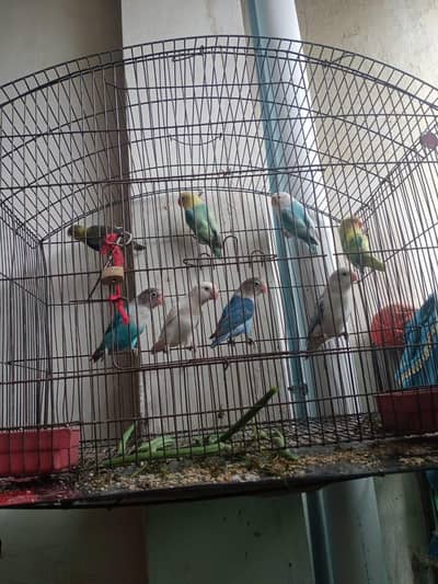 breeder pair of love birds for sale