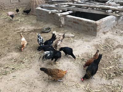 Pure Aseel or desi murgian eggs da rahi or Aseel kurak b han 3 A