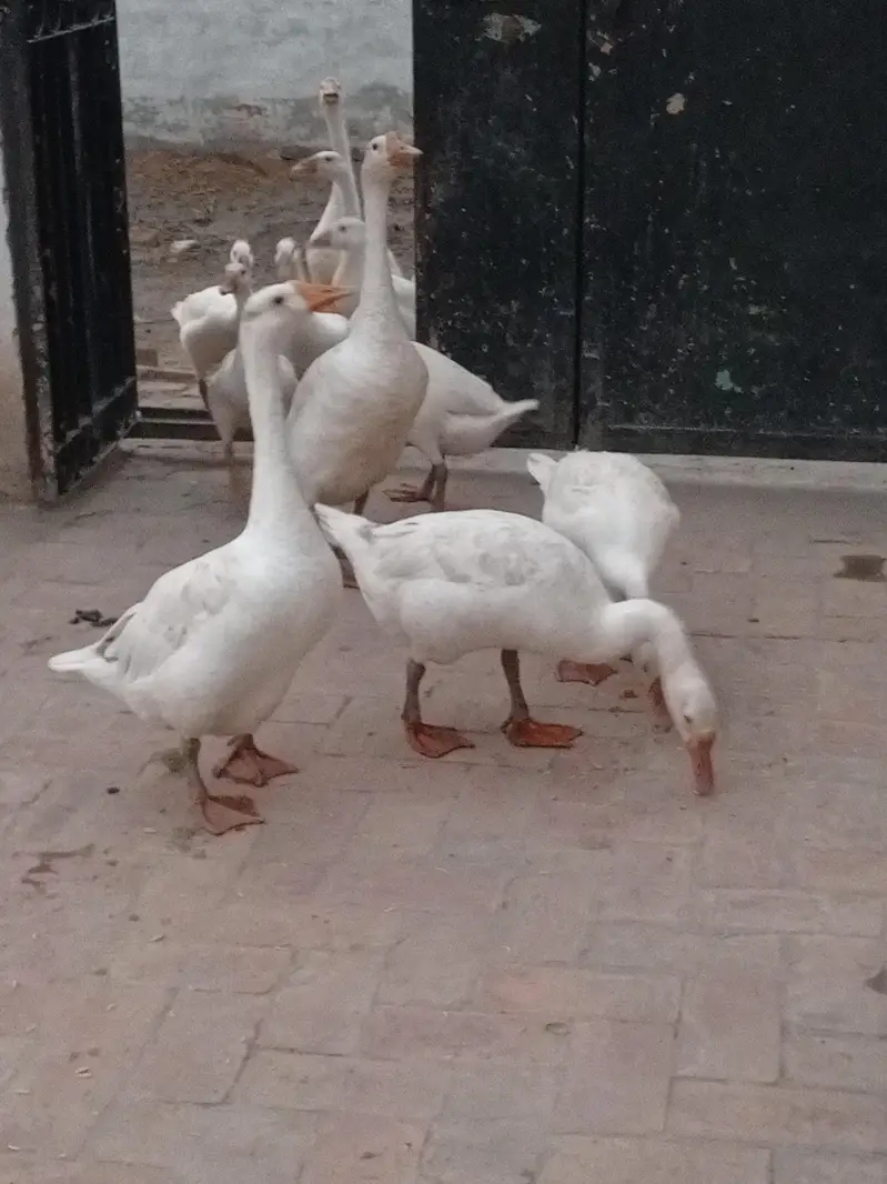 young ducks