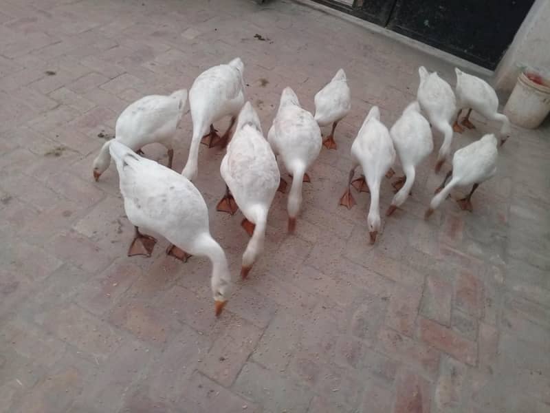 young ducks 1
