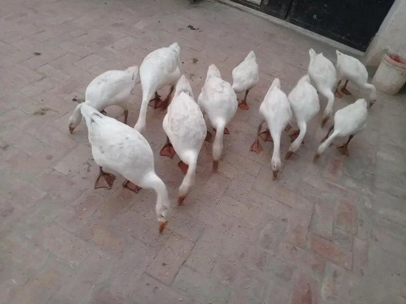 young ducks — photo 2