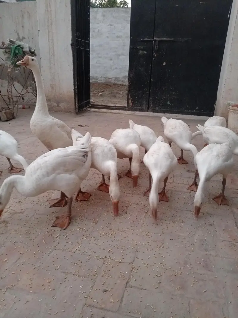 young ducks — photo 3