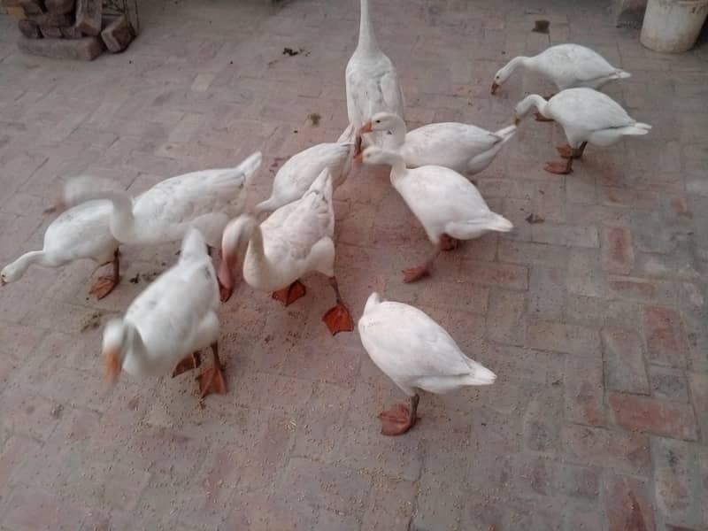 young ducks 3