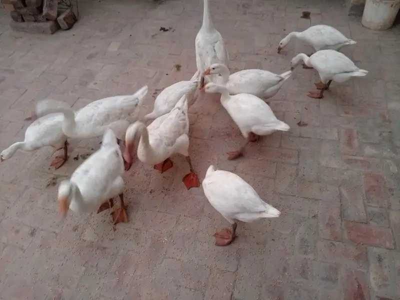 young ducks — photo 4