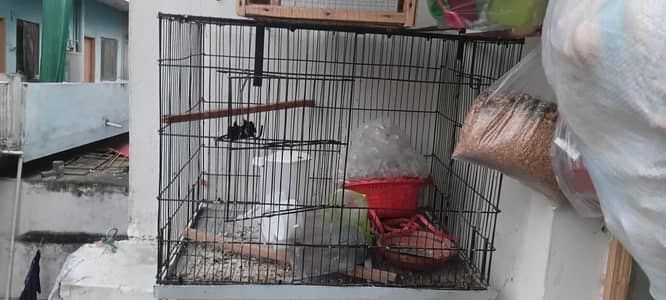 parrot