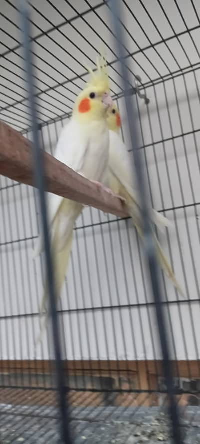 parrot