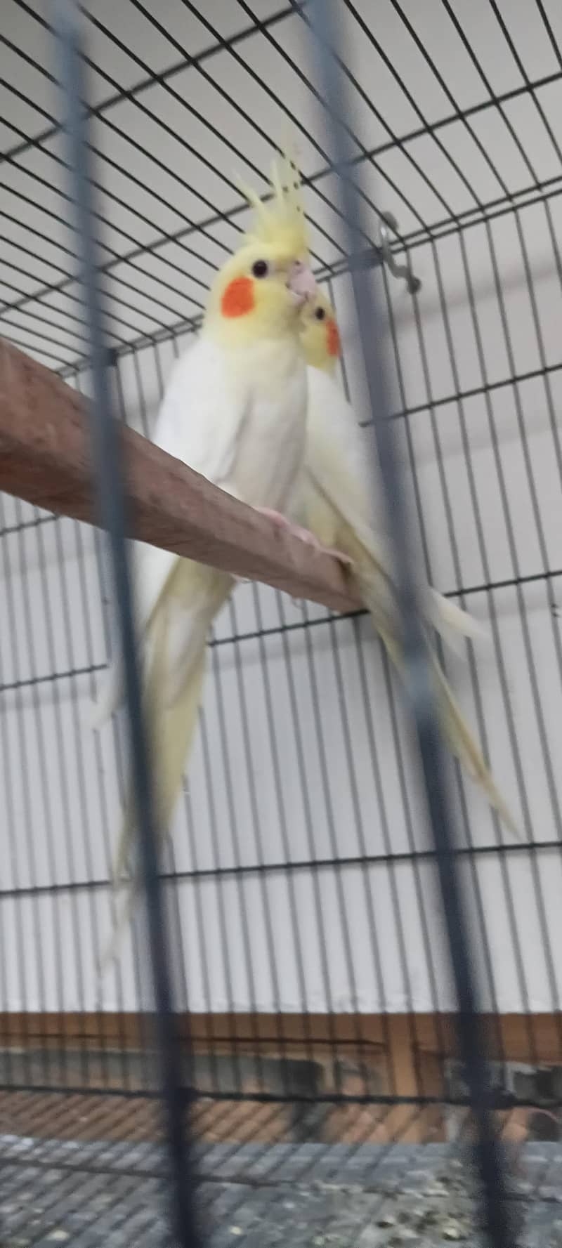 parrot 0