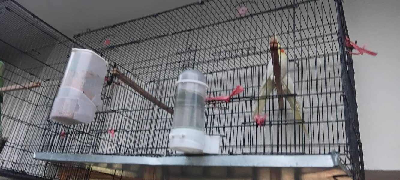 parrot 1