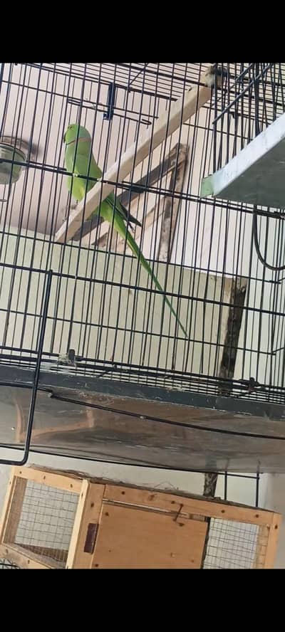 parrot