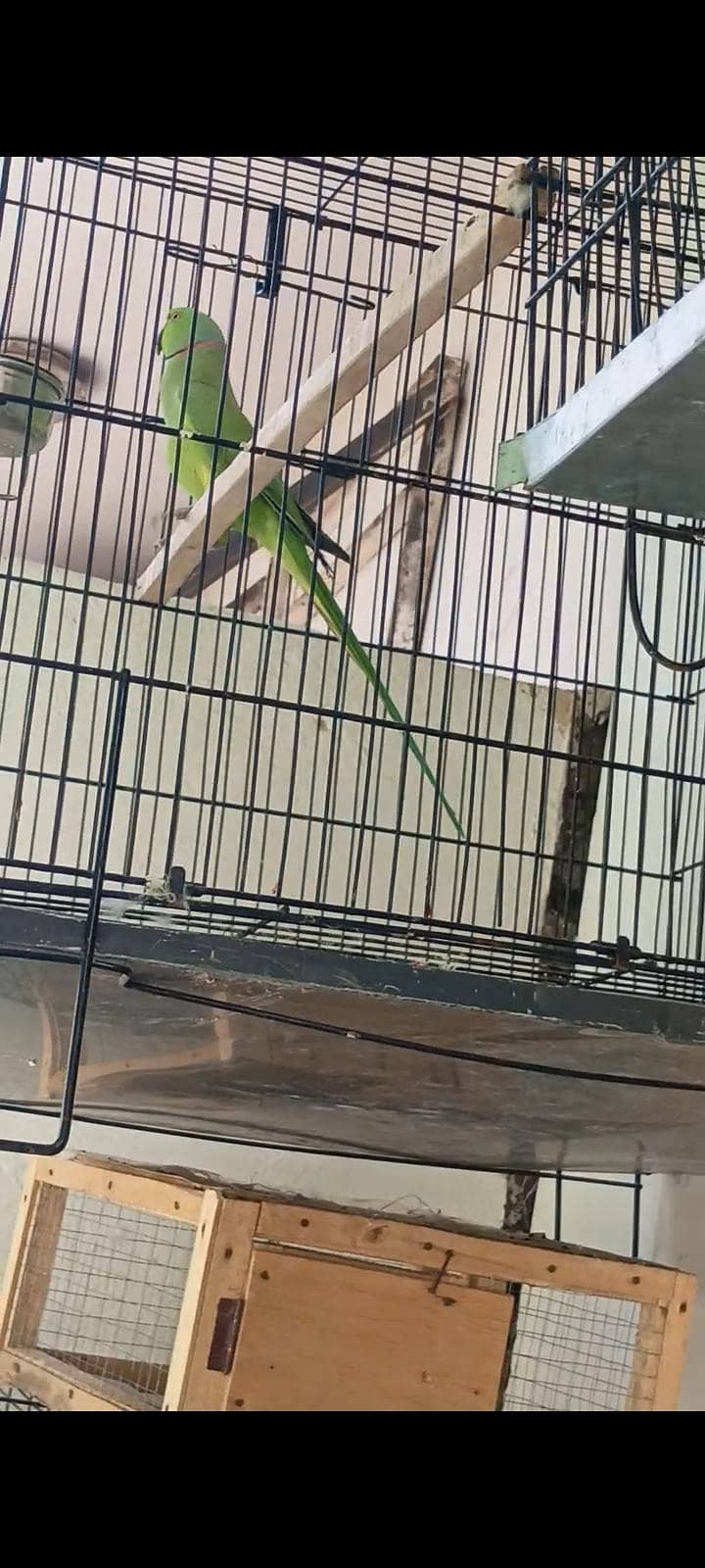 parrot 2