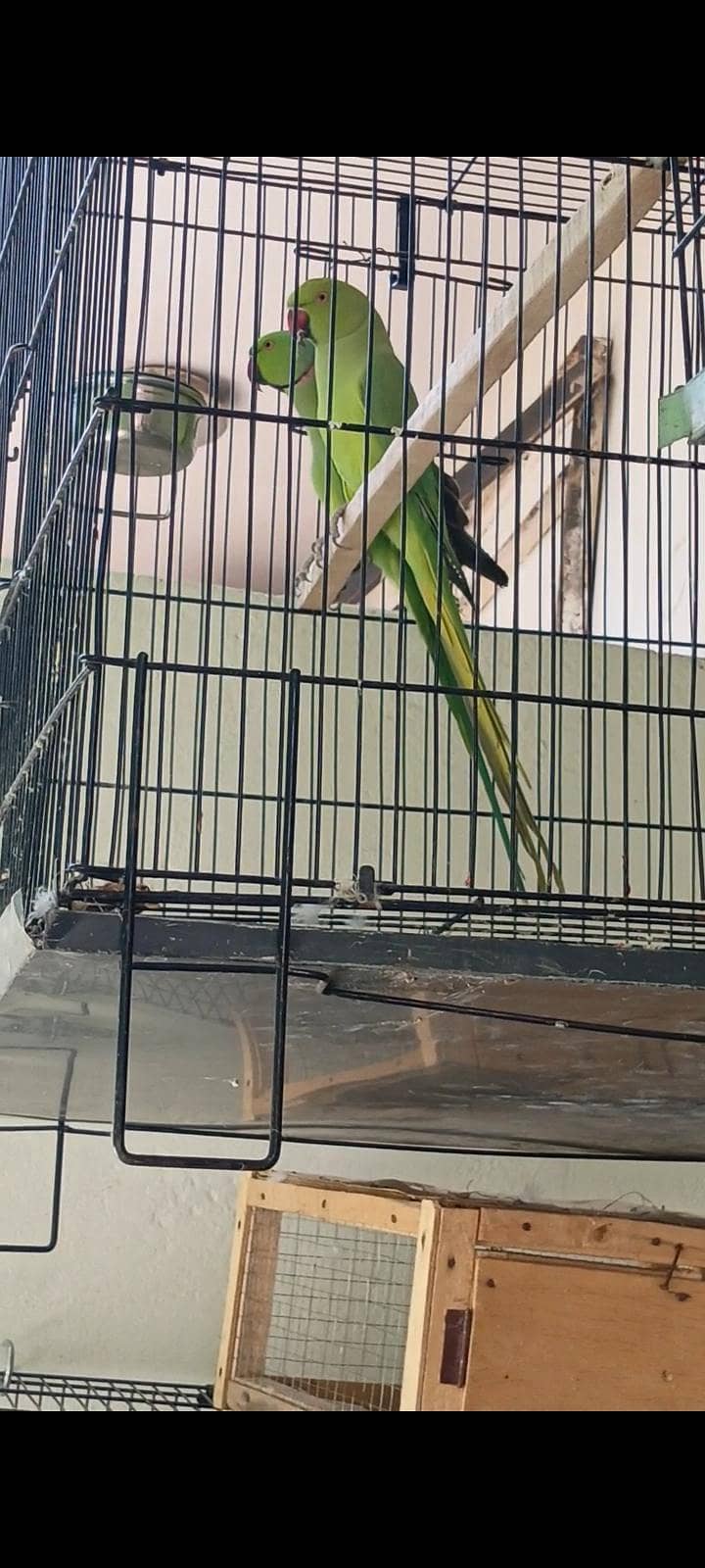 parrot 3