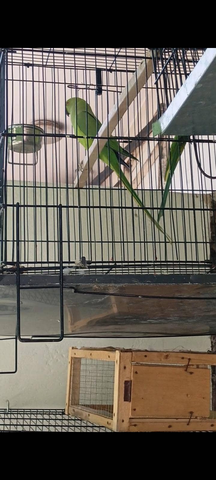 parrot 4