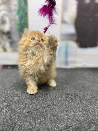 cash on delivery Persian kitten cats