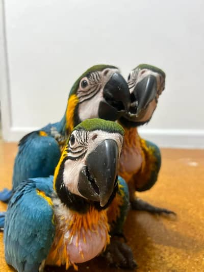 blue macaw parrot for sale 0348/6628/730