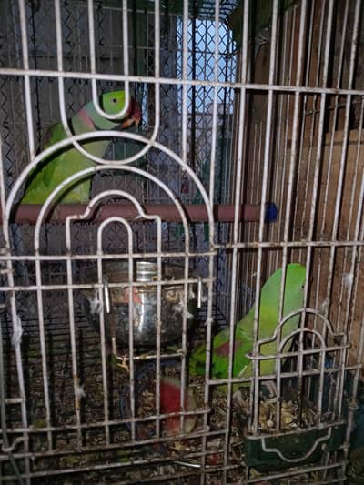 brids for sale