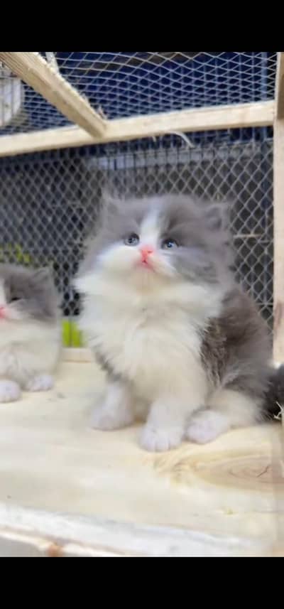Quality Persian Punch face cat & kitten is03194866952Whatsapp