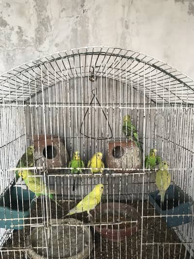 Australian parrots