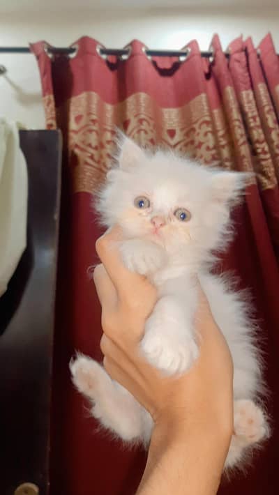 kitten sale