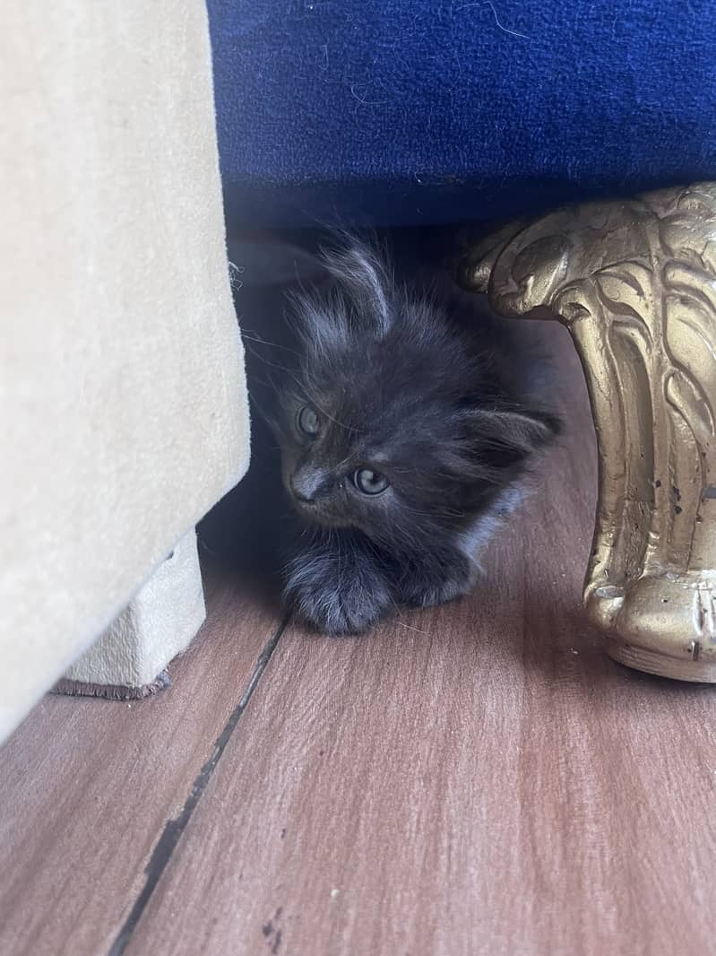 kittens 0