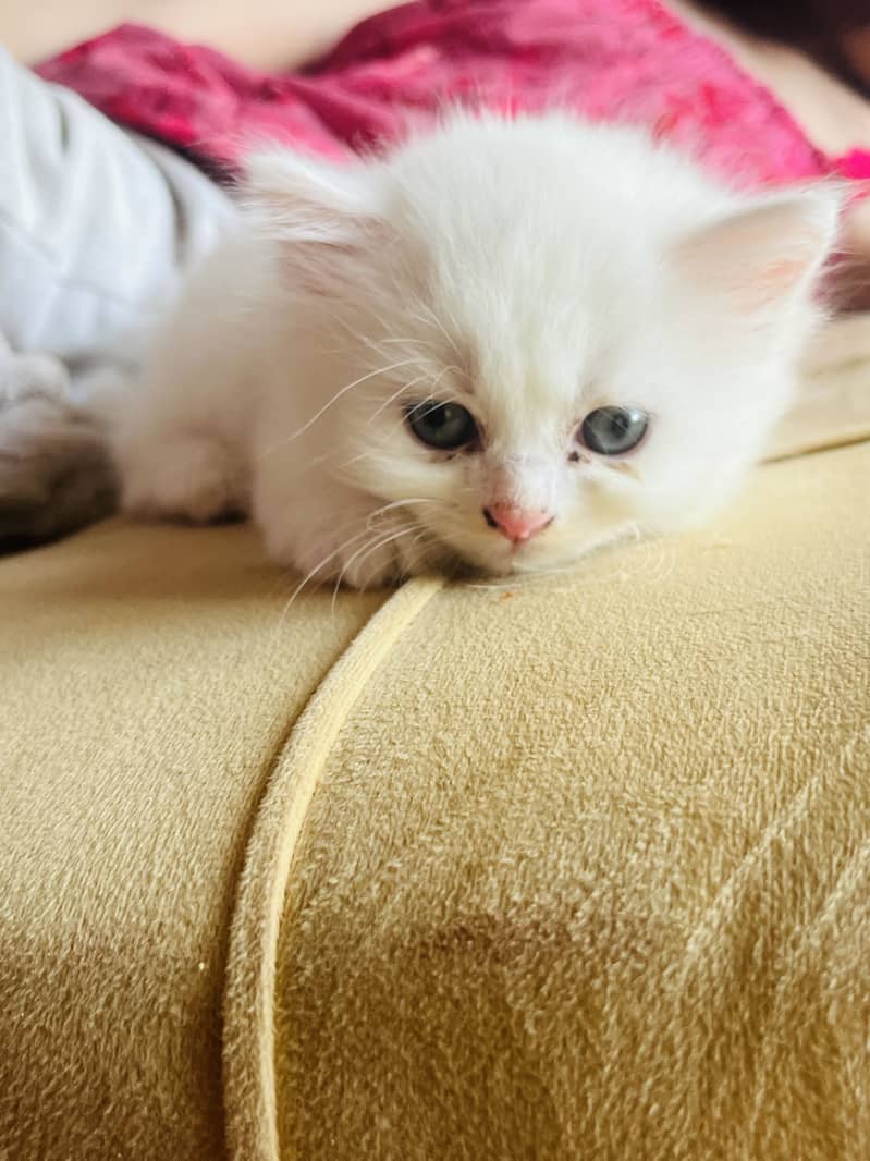 kittens 1