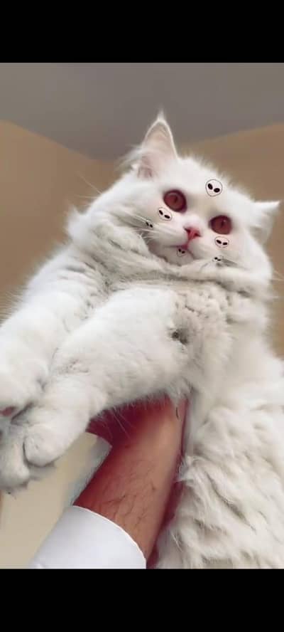 persian cat