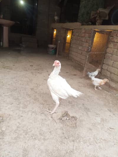 Aseel Hens