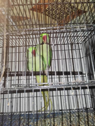 Breeder Pair All Setup