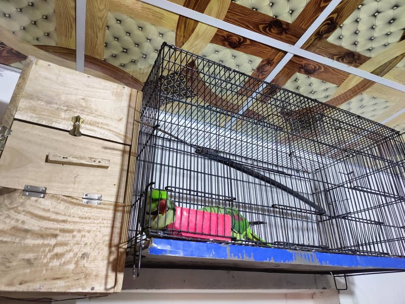 Breeder Pair All Setup 1