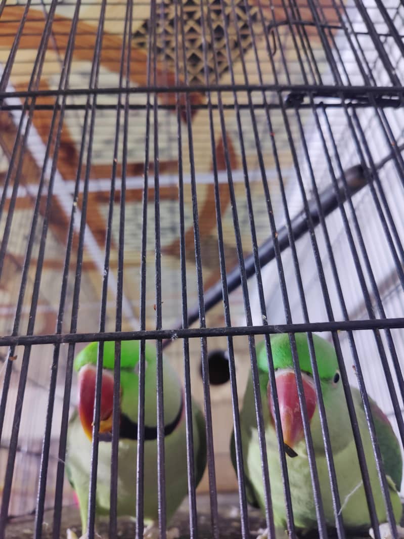 Breeder Pair All Setup 2