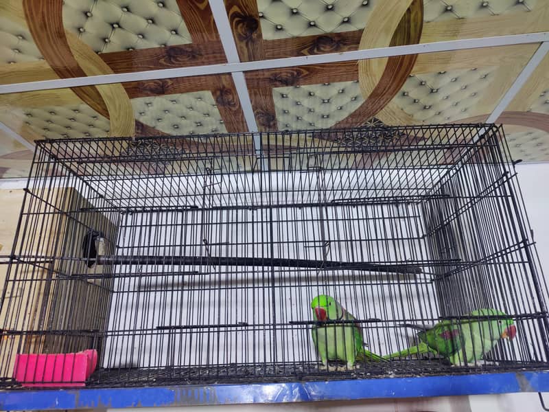 Breeder Pair All Setup 4