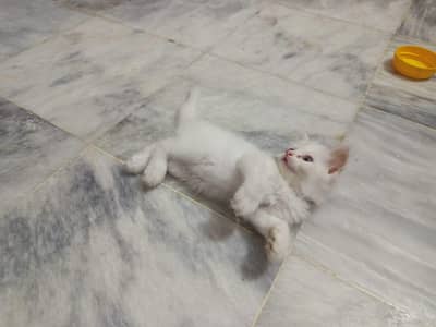 hi guys I need free kittens