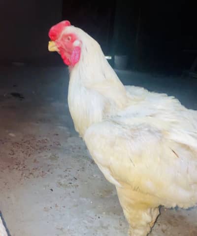 parrot beak face Qandhari / Kandhari Heera paper white afghani breed