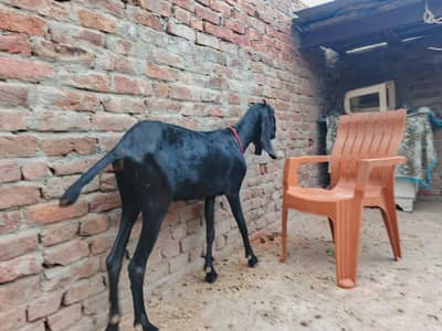 goat dasi full black pure amertsari beetle gaban bakri