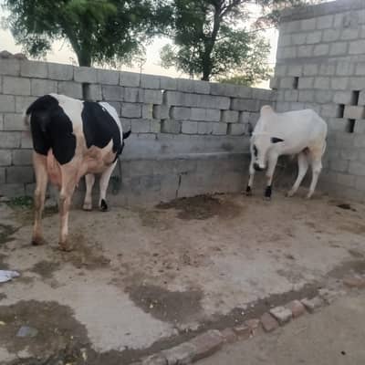 6 animal for sale in Talagang