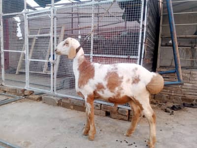 dumba for sale03355917179