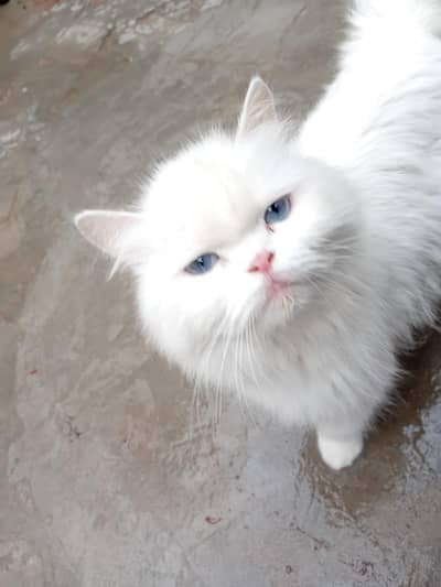 Persian white cat with blue eyes