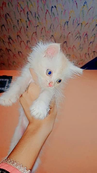 so active cat and cute litter box trend